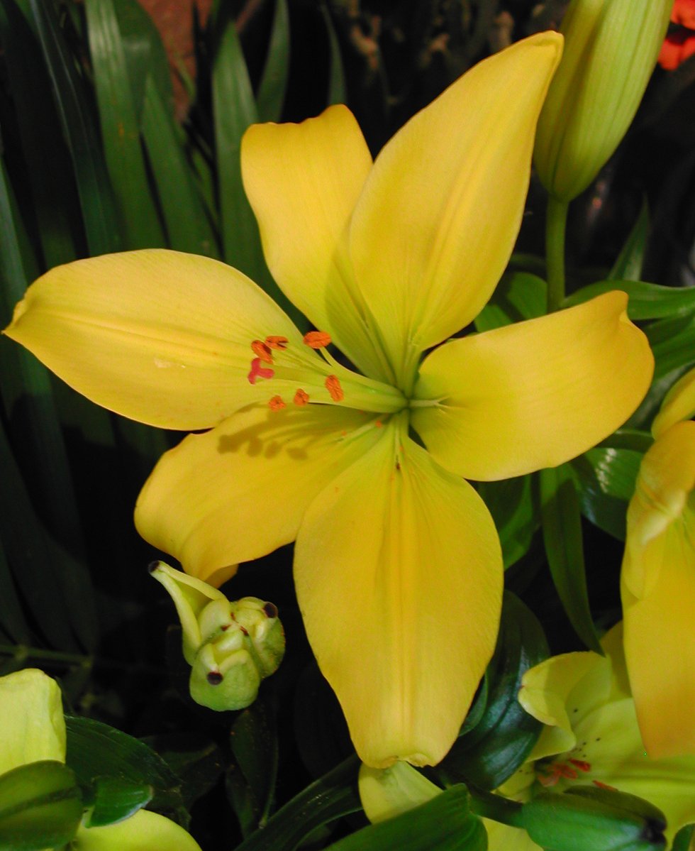 yellow flowers are displayed next to green leaves