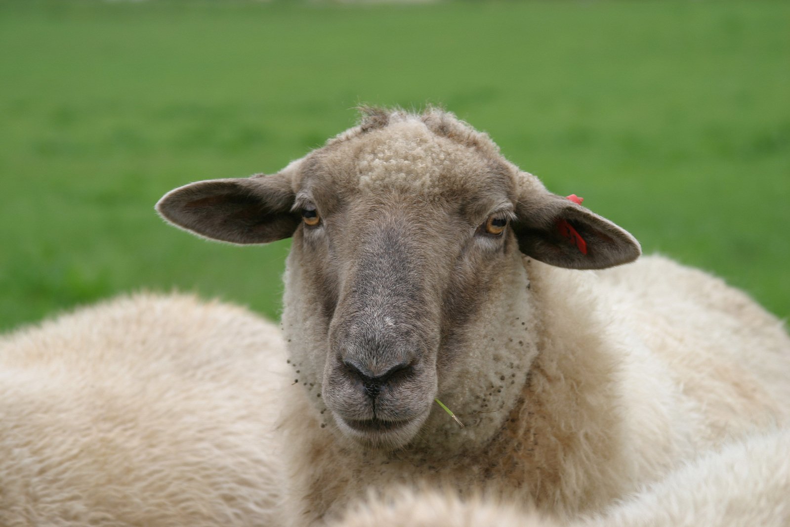 a sheep looking ahead while standing in the grass