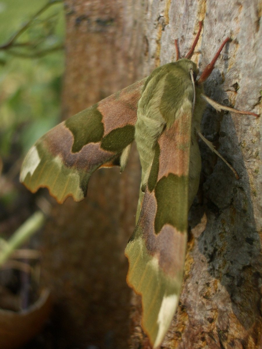 a moth sitting on the side of a tree