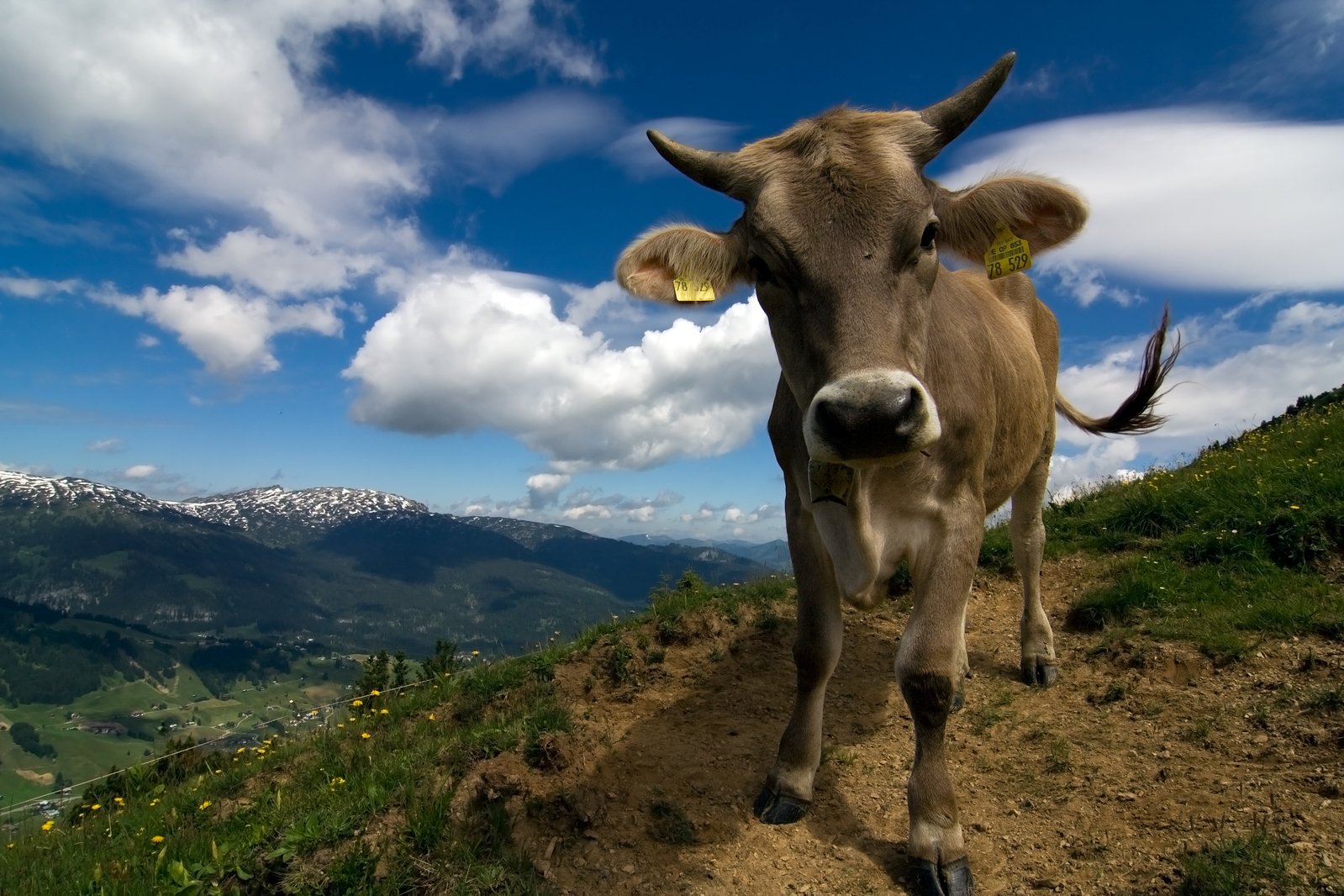 a close up of a cow on a dirt road