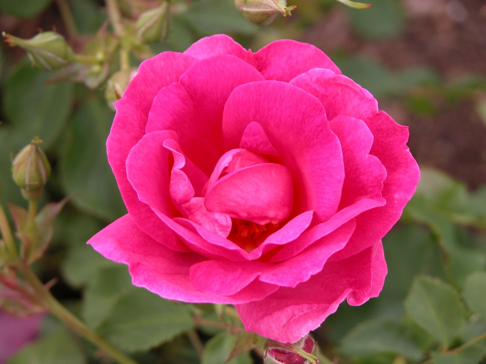 pink flower with leaves in front of a green plant