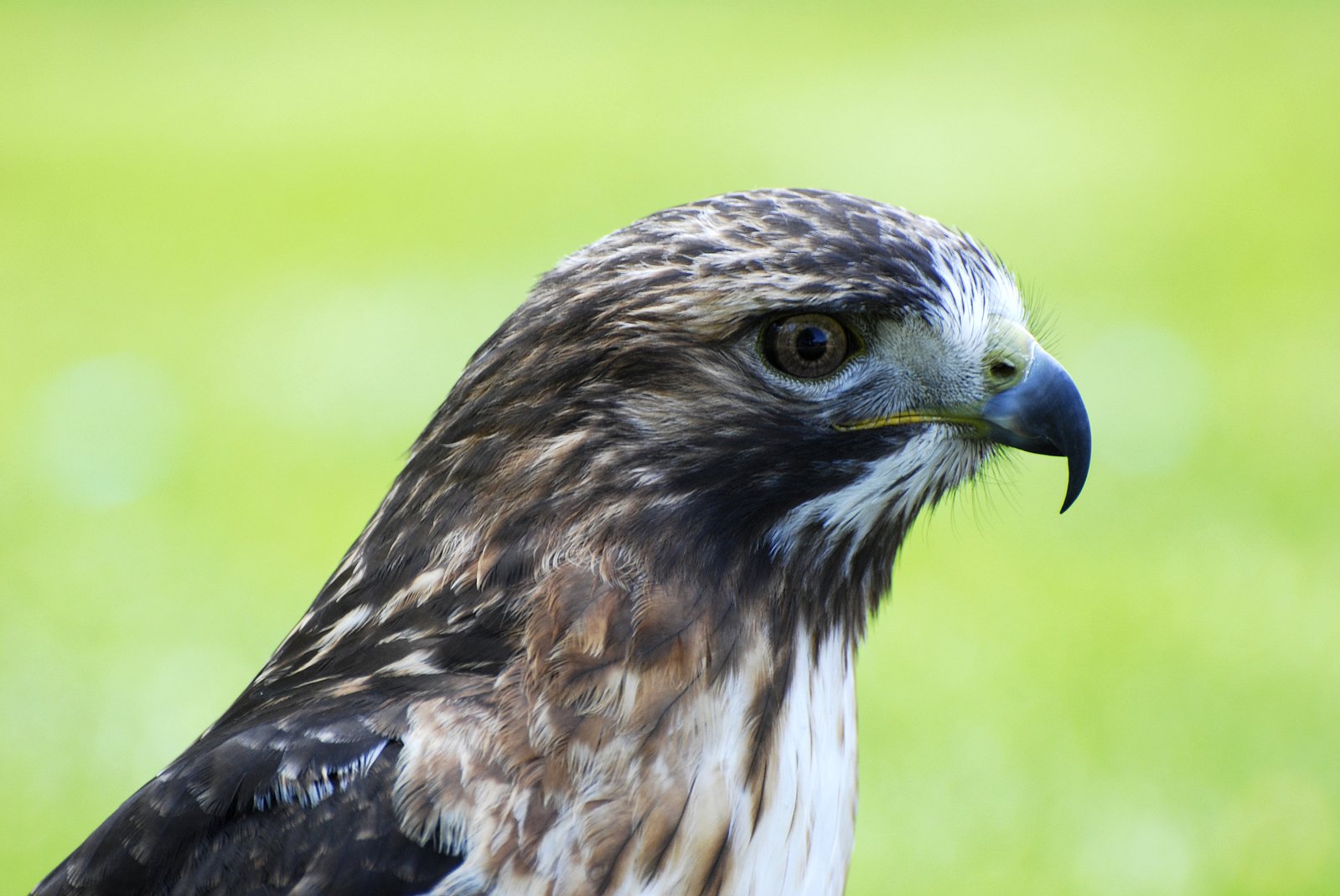 an eagle is standing in a field of green grass