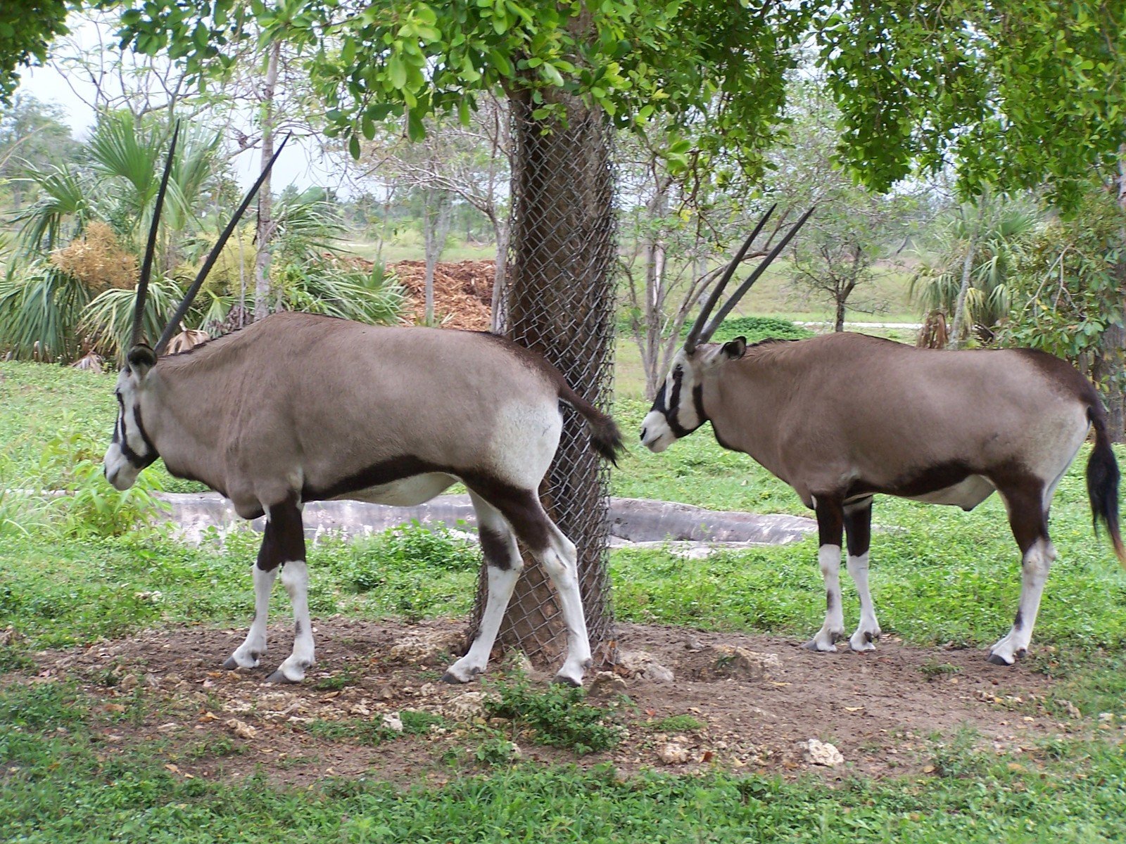 two antelopes standing under a tree in a field