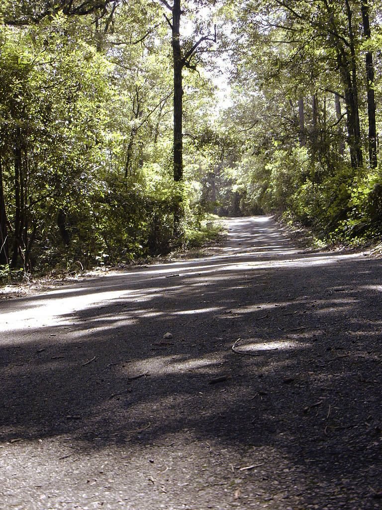 the road has shadows of trees and green foliage
