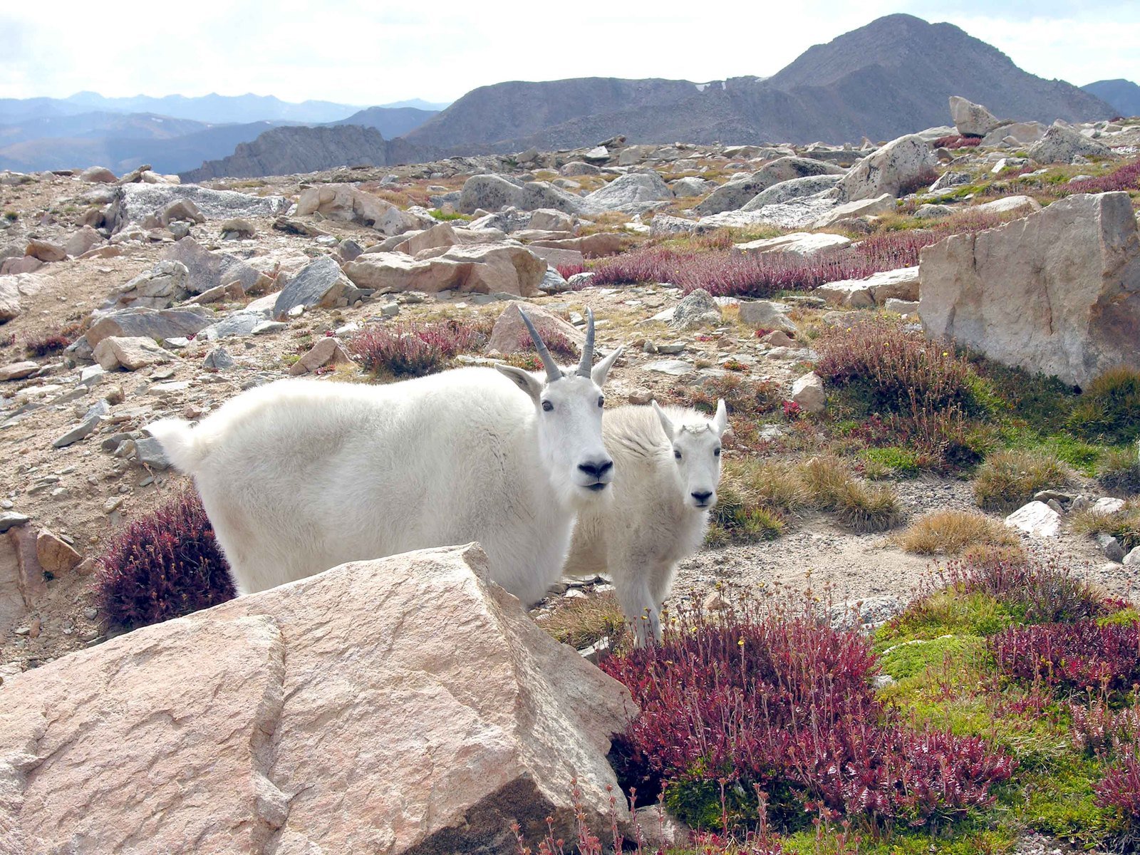 two mountain goats on rocky terrain next to some shrubs