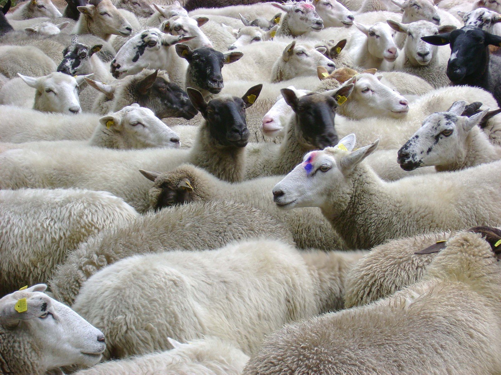 a herd of sheep in a fenced area with colored ribbons