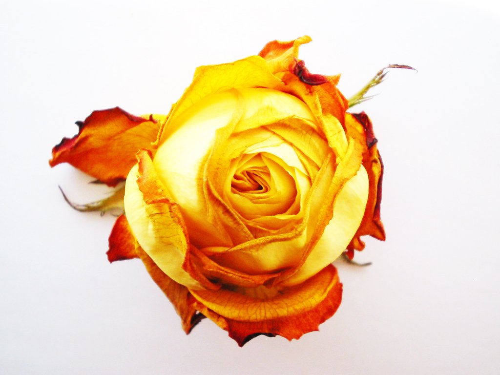 a single yellow rose on a white surface