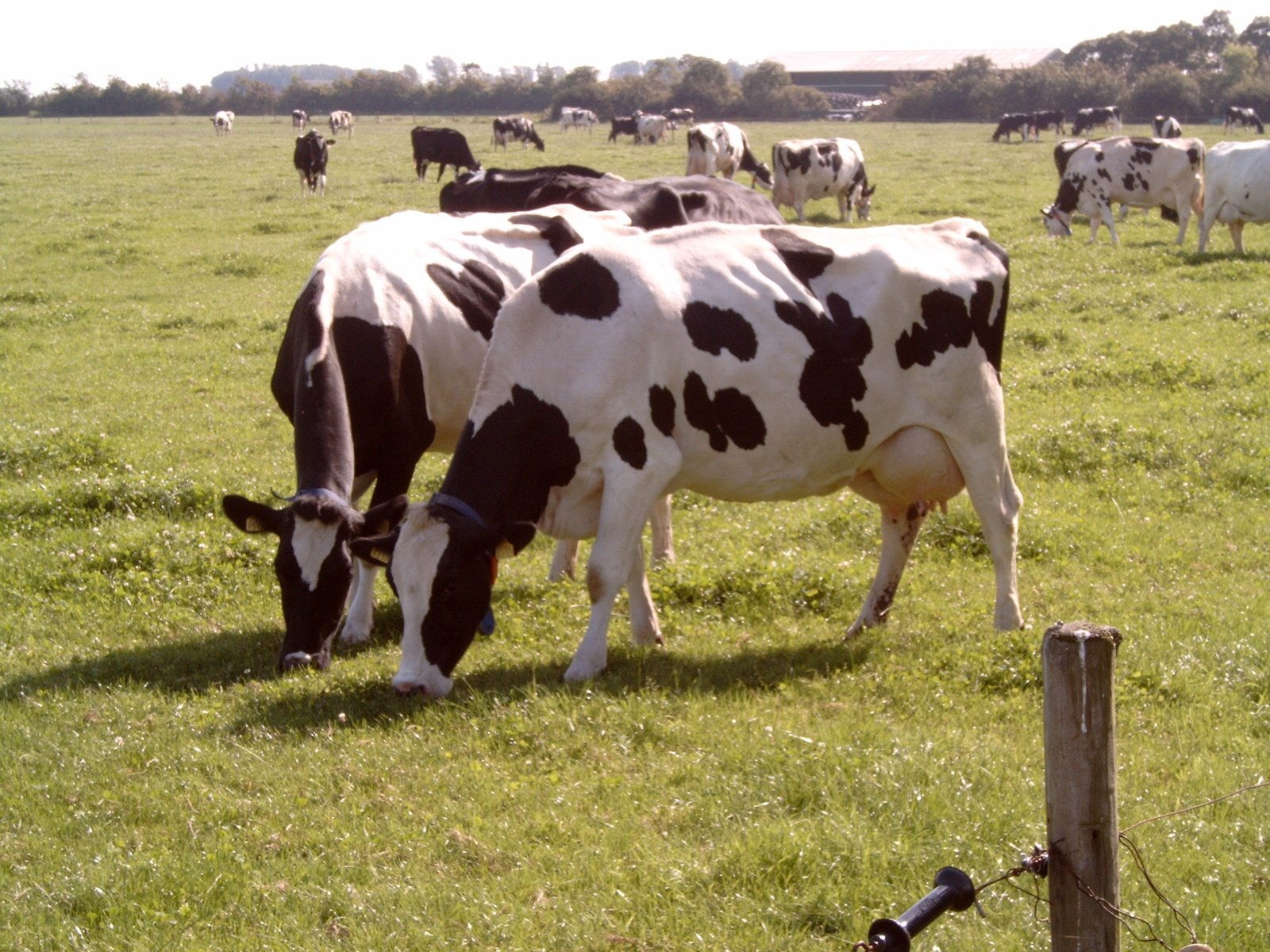 a large field of cows grazing on grass in the daytime