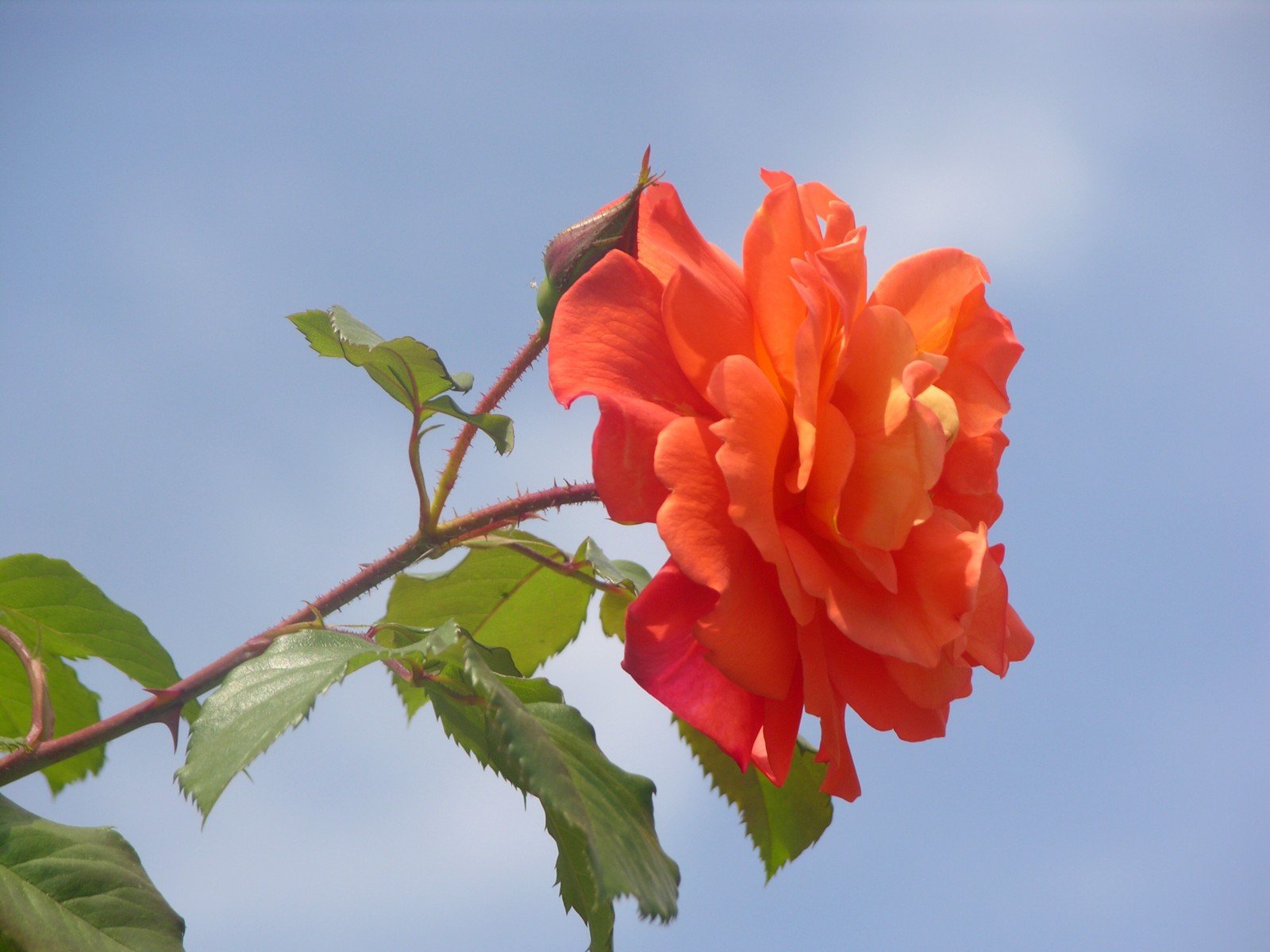 orange flower sitting on a nch with blue sky in the background