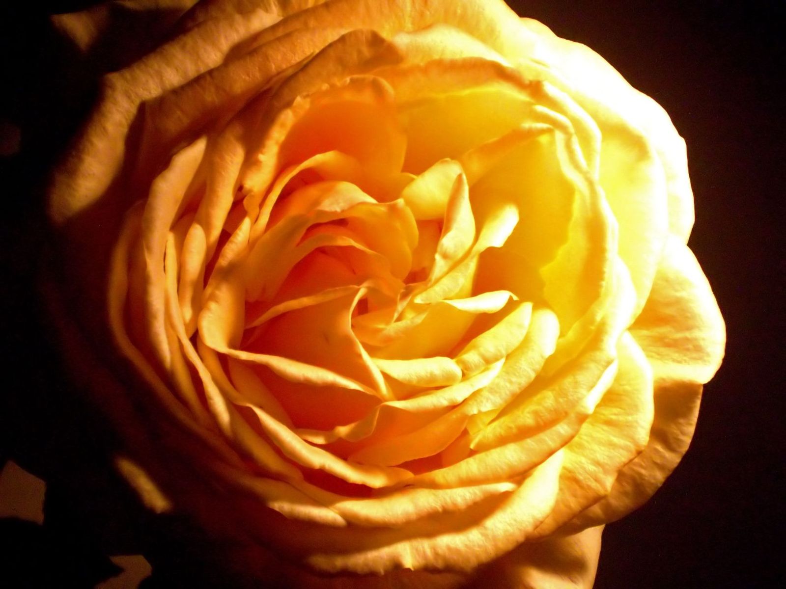 a rose that is standing out against the dark background