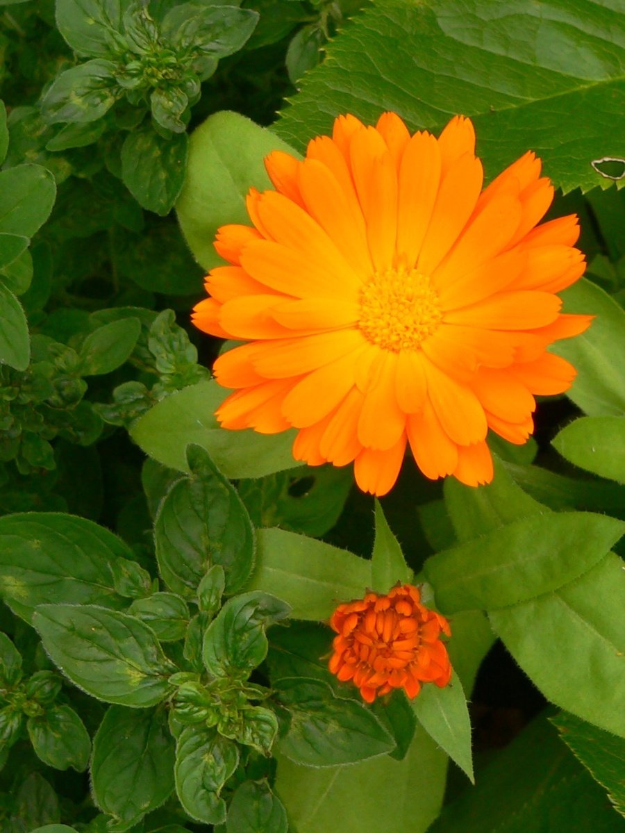 an orange flower surrounded by green leaves