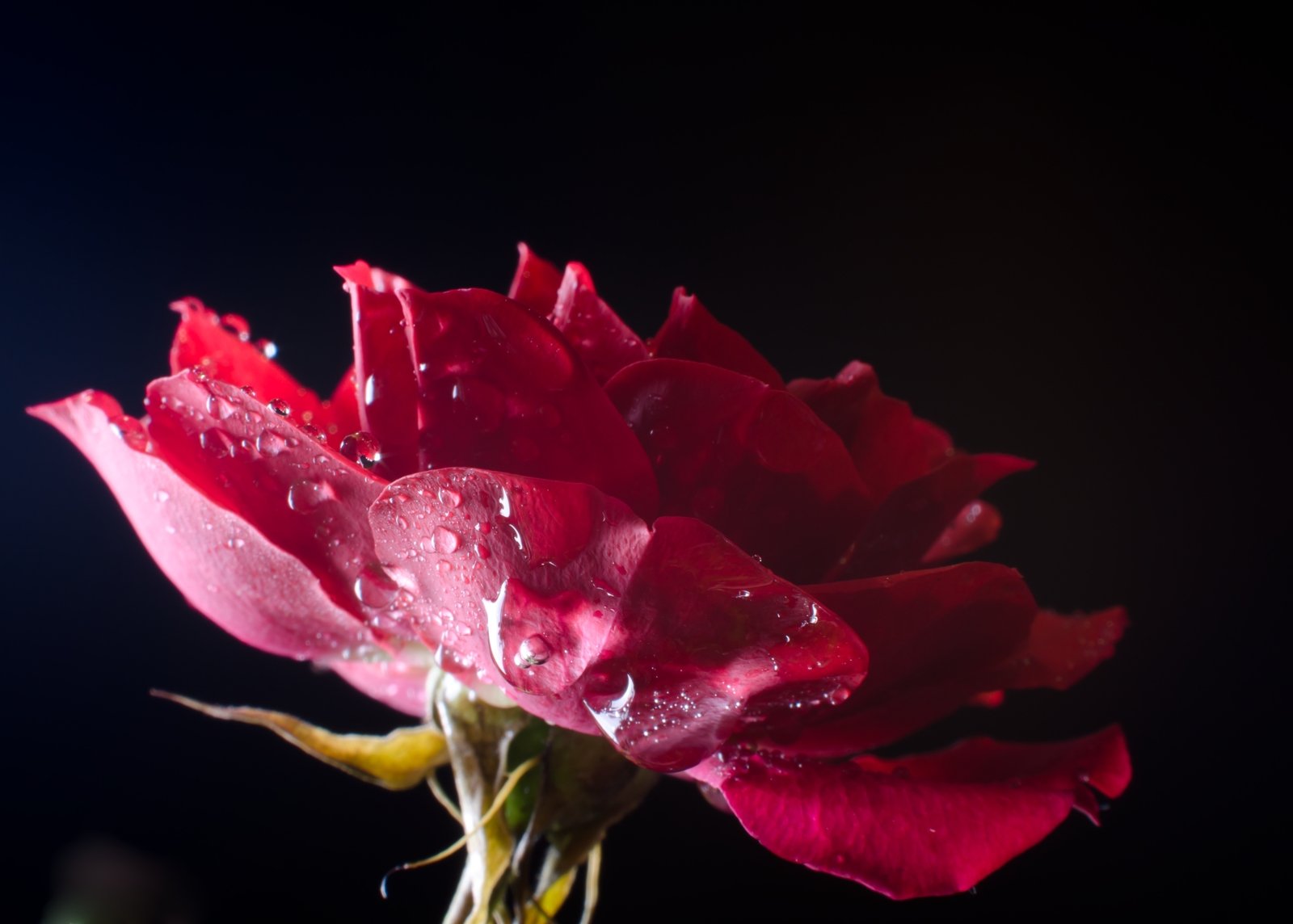this is an image of a very pretty rose in the rain