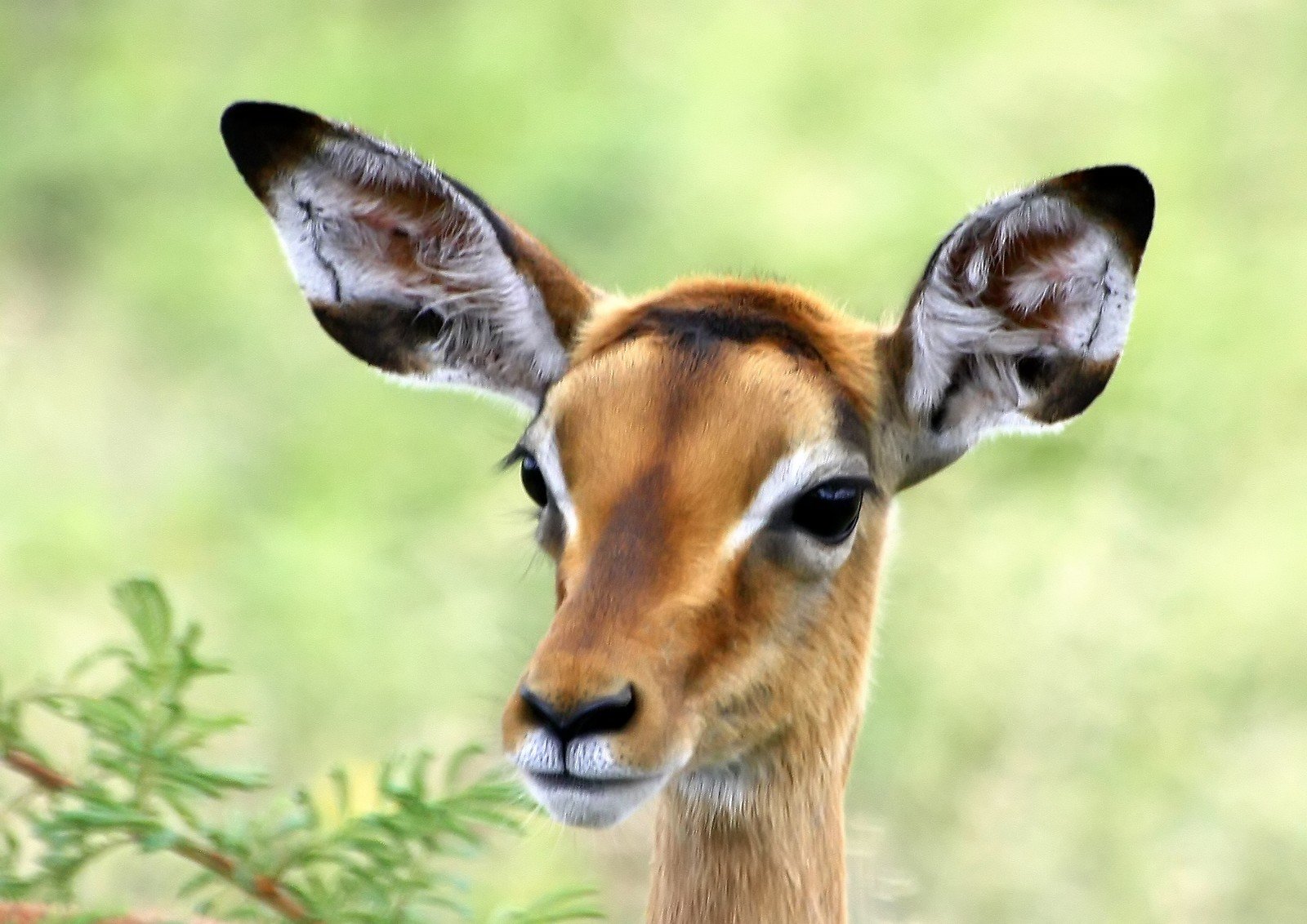 an image of a young gazelle with its eyes closed
