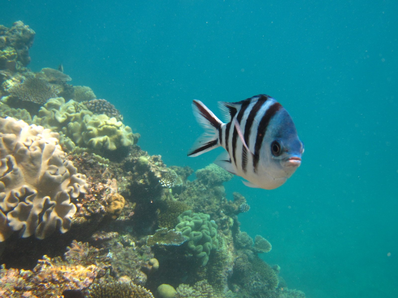 a black and white fish swimming near many coral