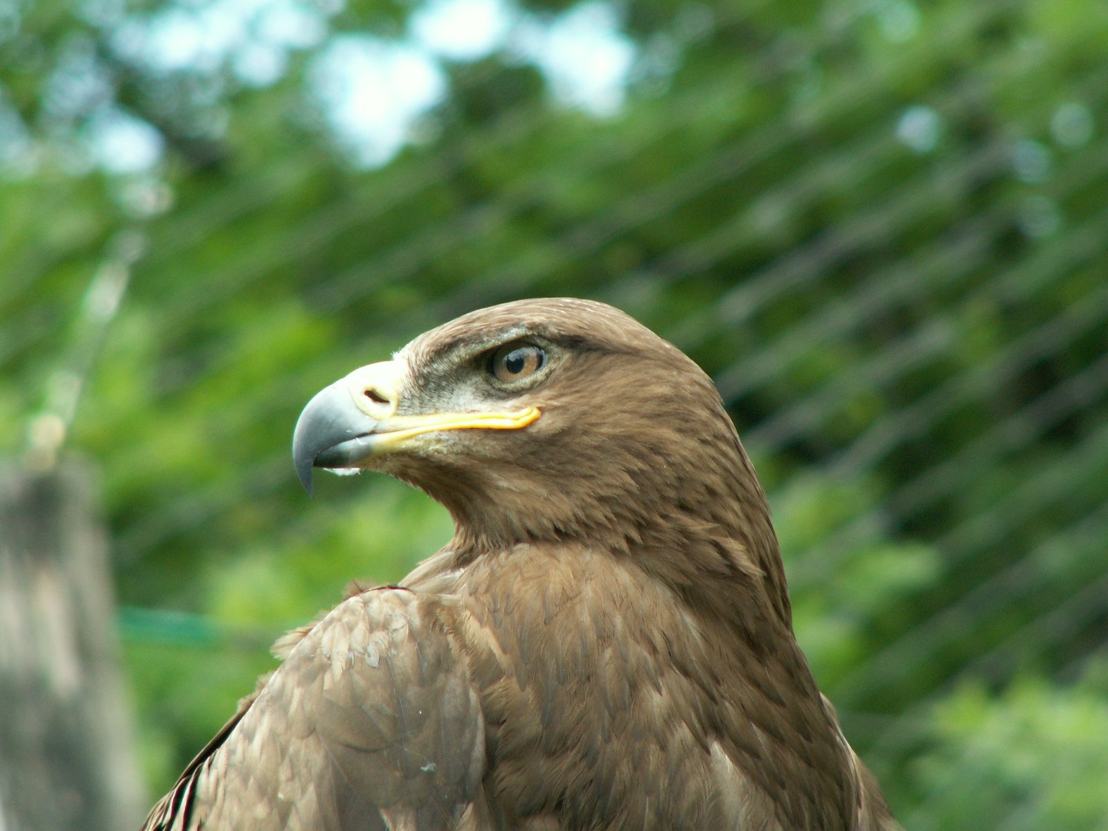 a close up po of a bird of prey