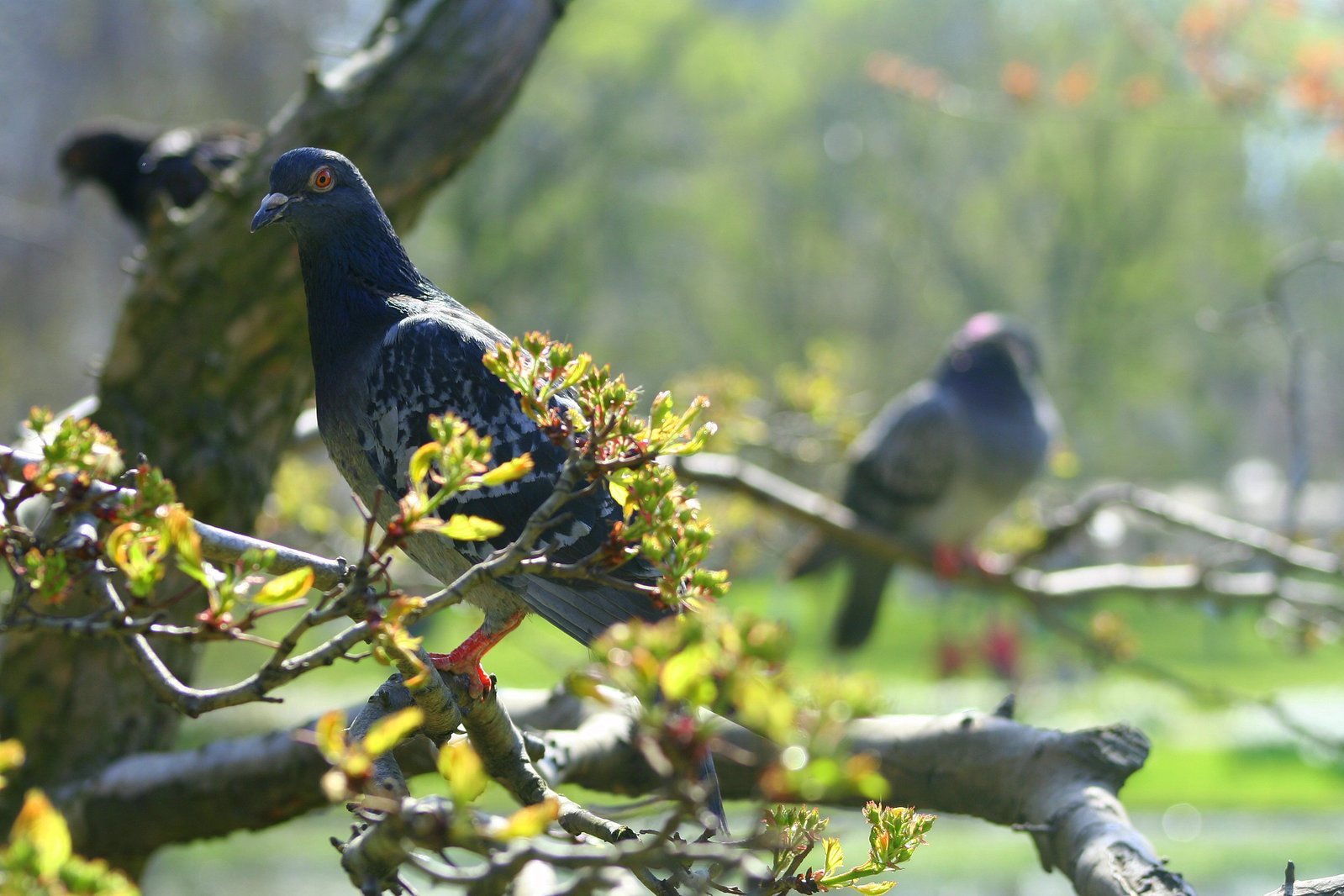 two pigeons are sitting on the tree limb