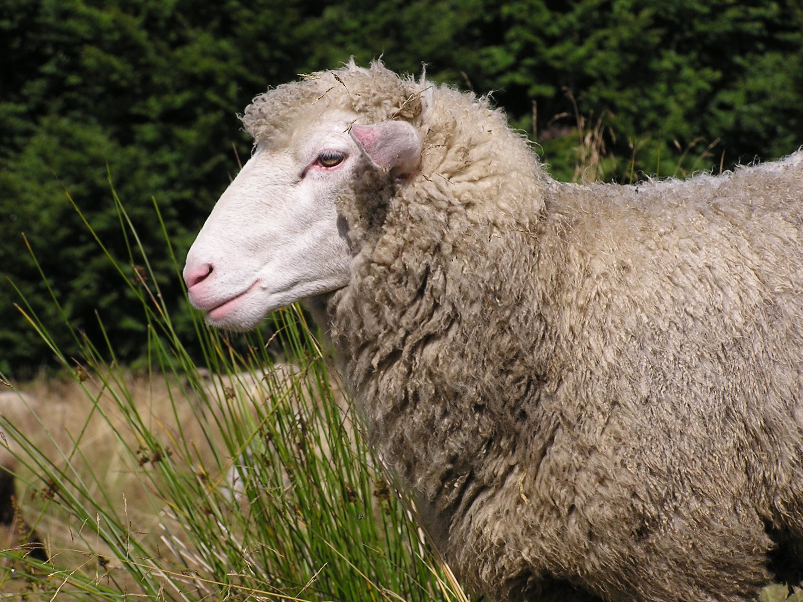 a sheep is standing in a grass field