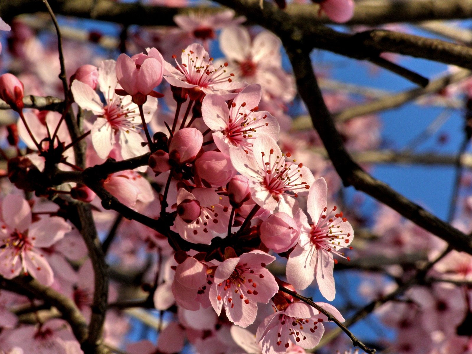 pink blossoms blossoming on tree with blue sky in the background