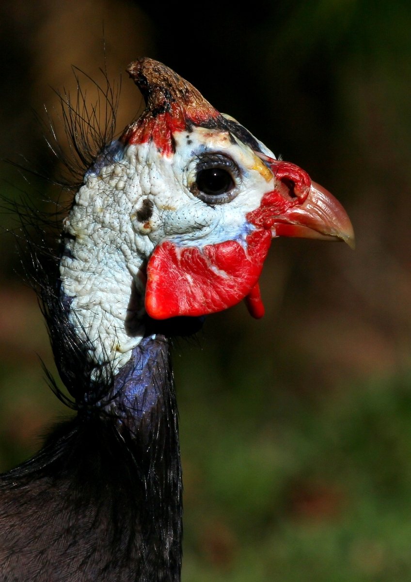 the head and neck of a bird with a red beak