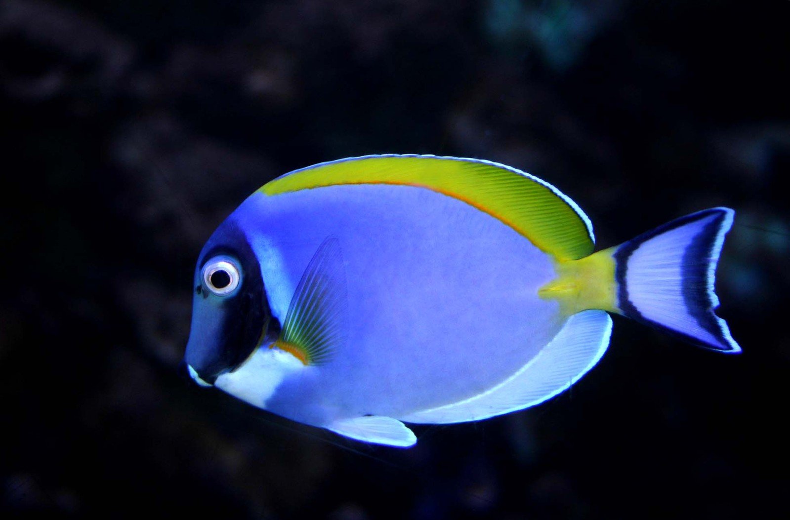 an aquarium with a blue and yellow fish and a black background