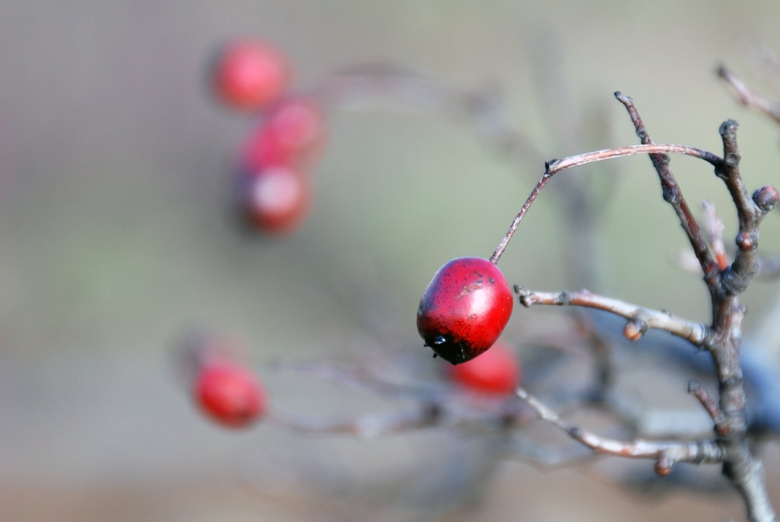 the red fruit is on the small tree limb