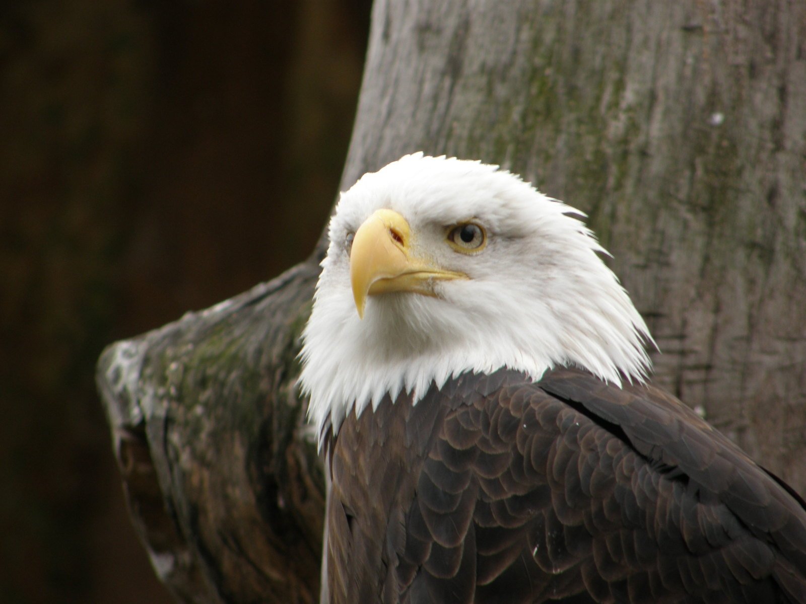 an eagle standing in front of a tree