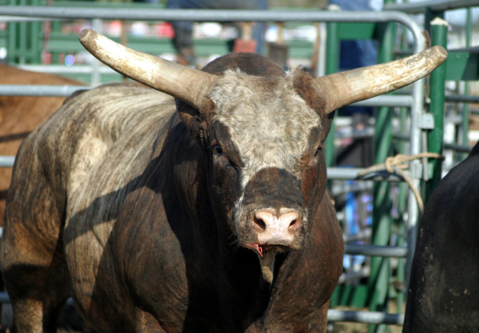 a brown and black cow with horns sticking out