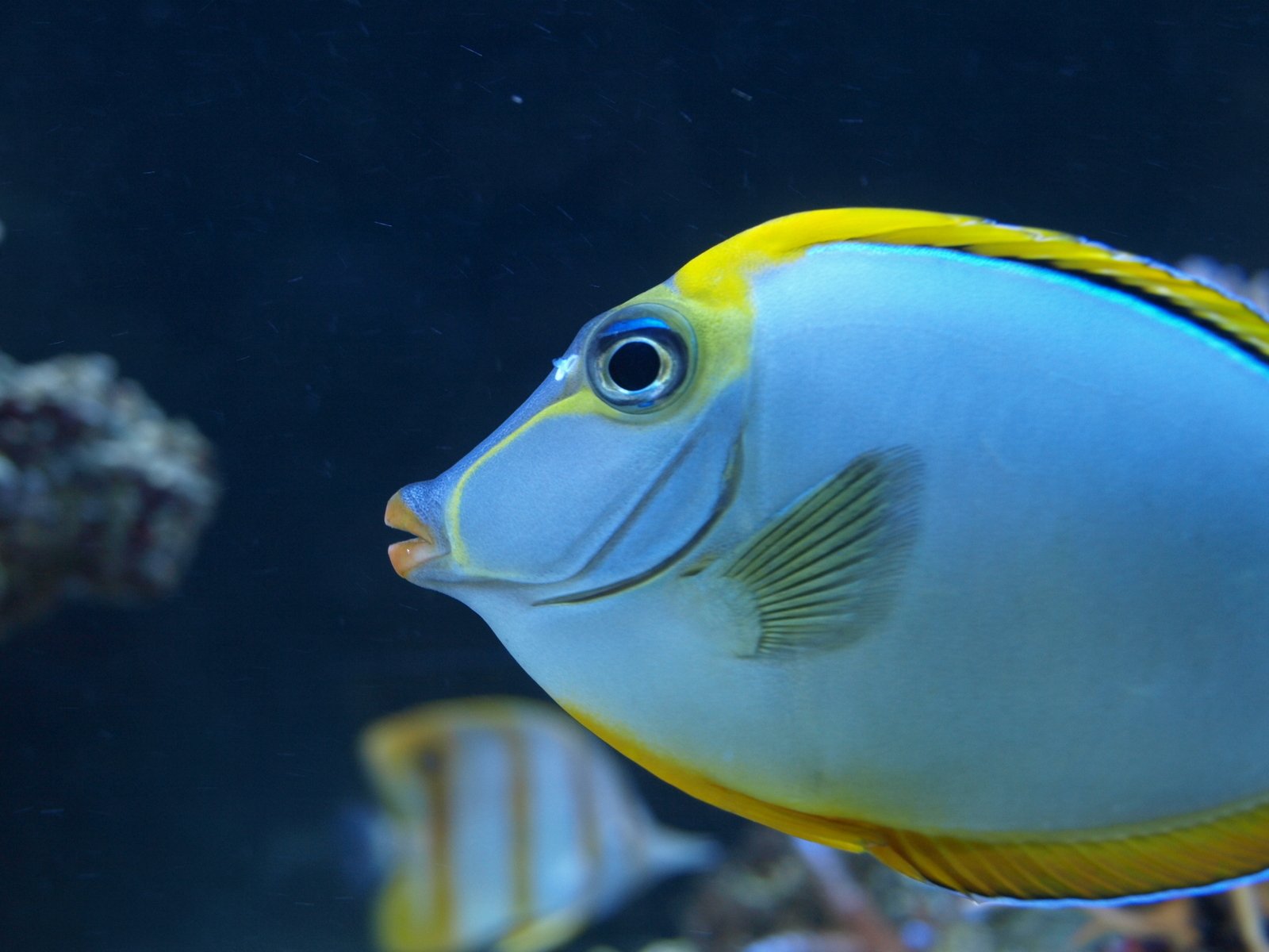 the blue and yellow fish is standing near the water