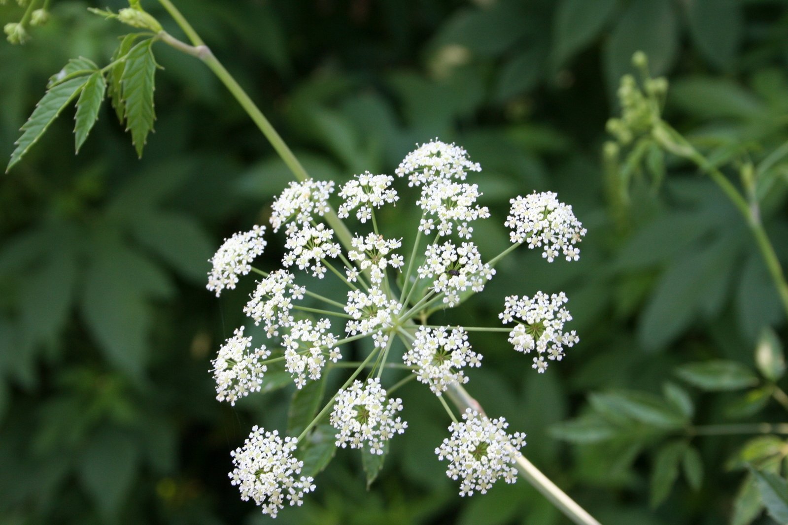 a small flower that is on some kind of stem