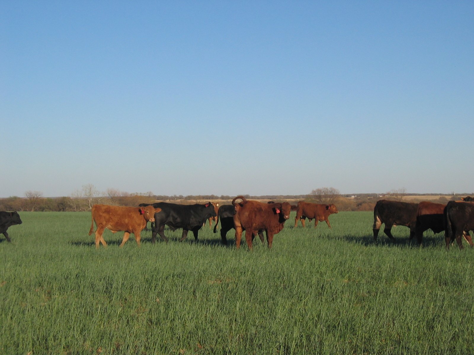 some brown and black cattle standing in a green field