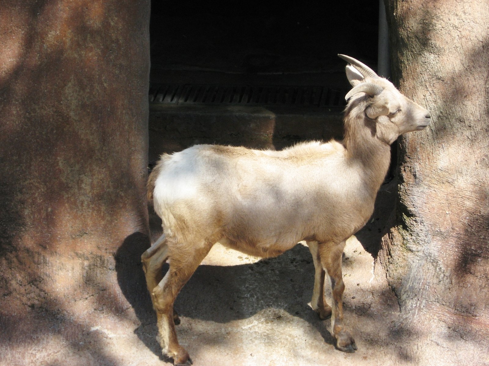 an animal that is outside its stall looking at the pographer