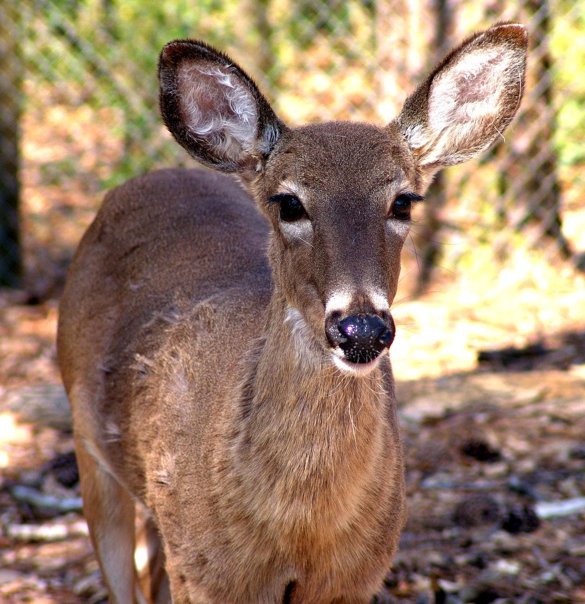 a deer is standing on the ground near some trees