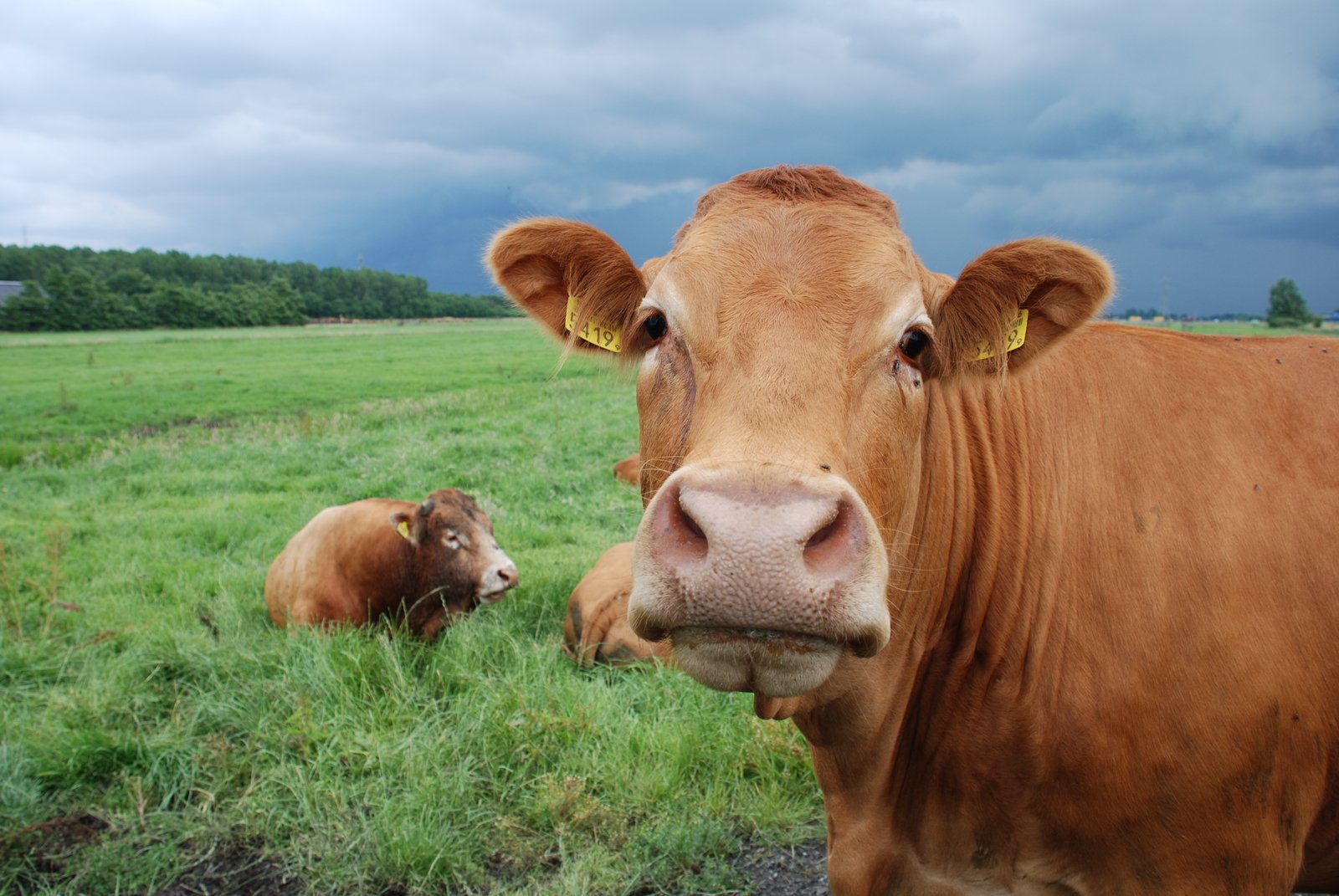 one brown cow and two cows standing in a pasture