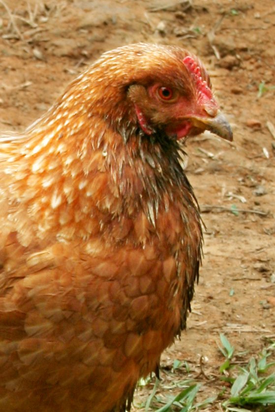 a red and tan rooster on the ground