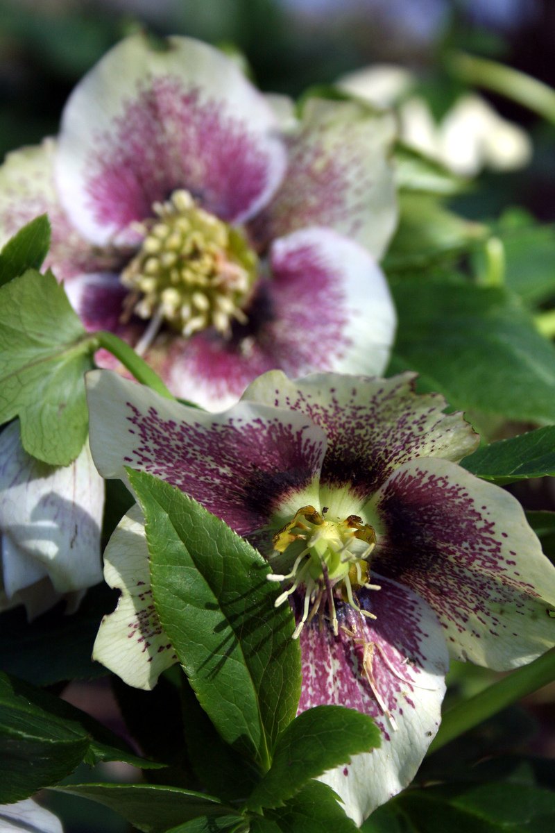 two flowered plants with very big, dark petals