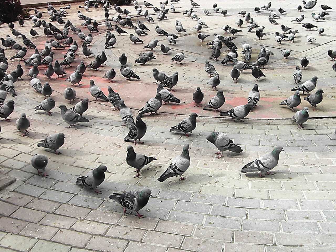 a flock of pigeons walking across a brick ground