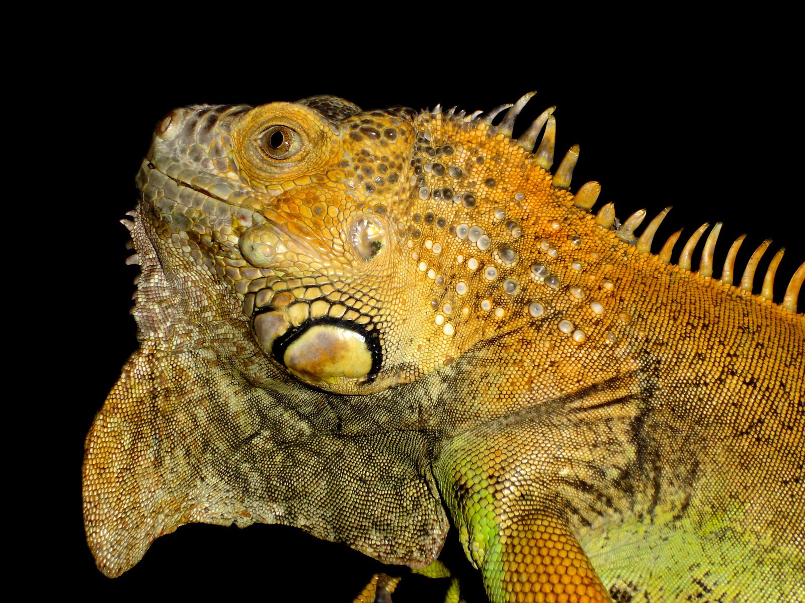 a large orange and green lizard in the dark