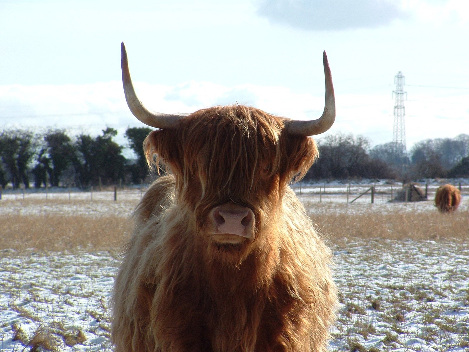 a close up of a horned cattle on the snow