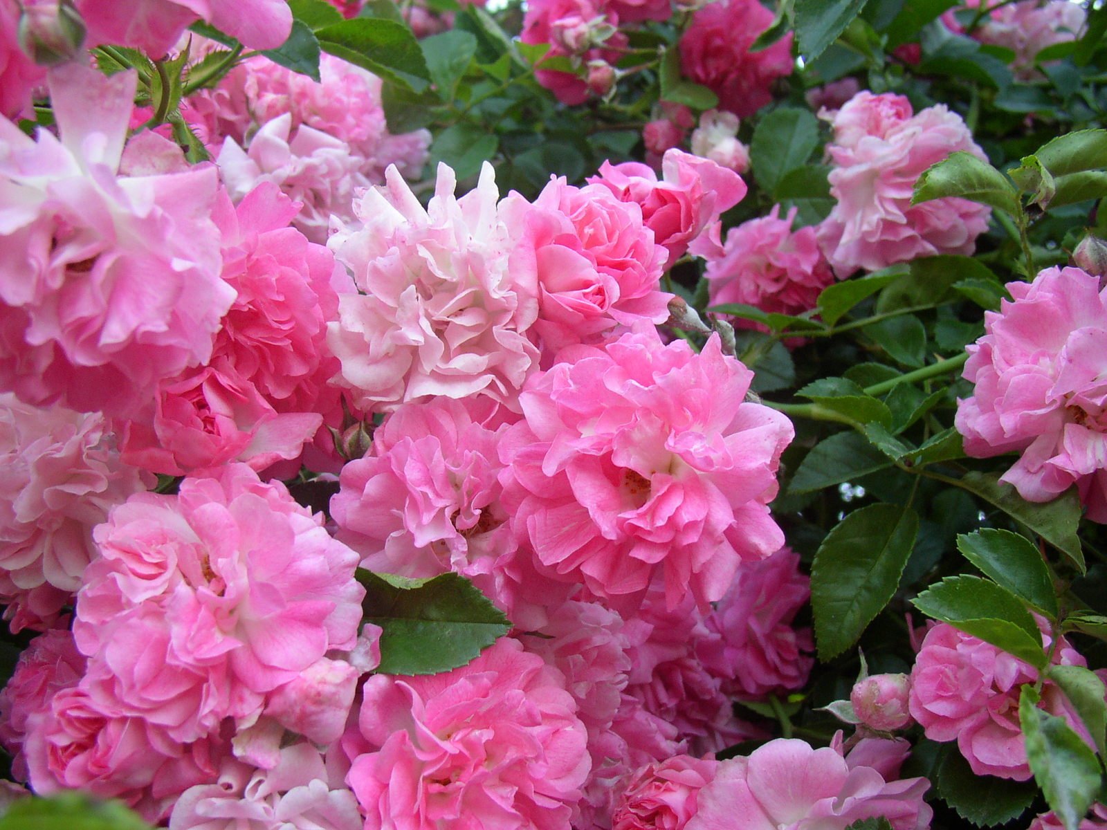 pink flowers on the nches of trees in the sun