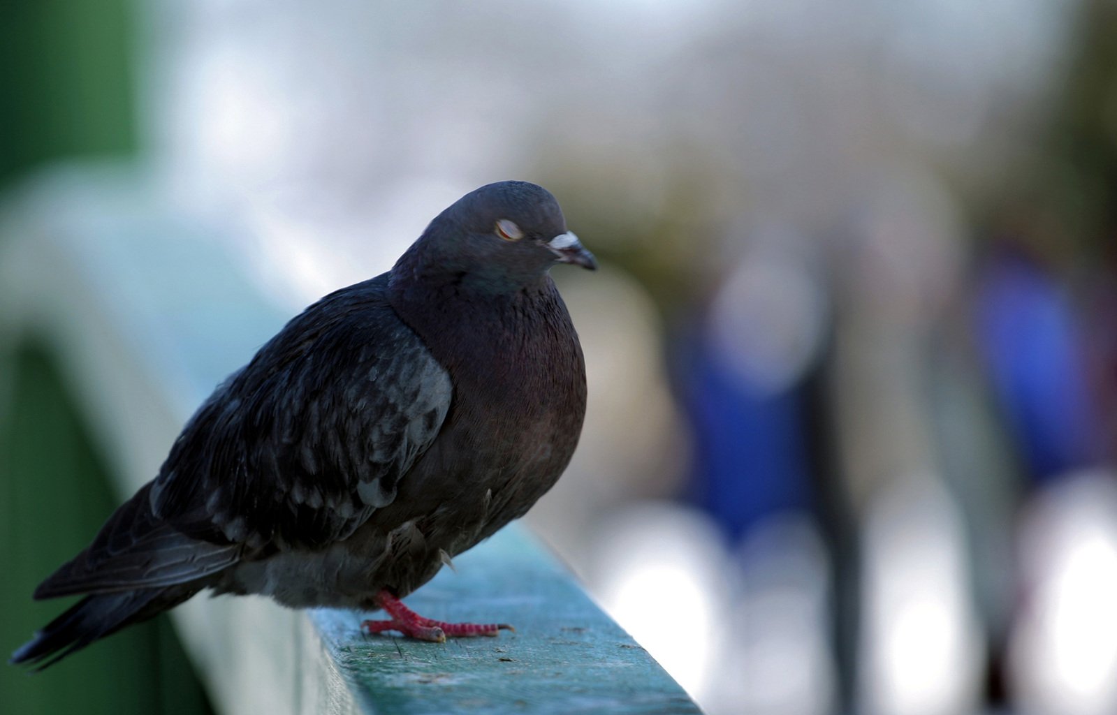 a black and gray pigeon sits on top of a wall