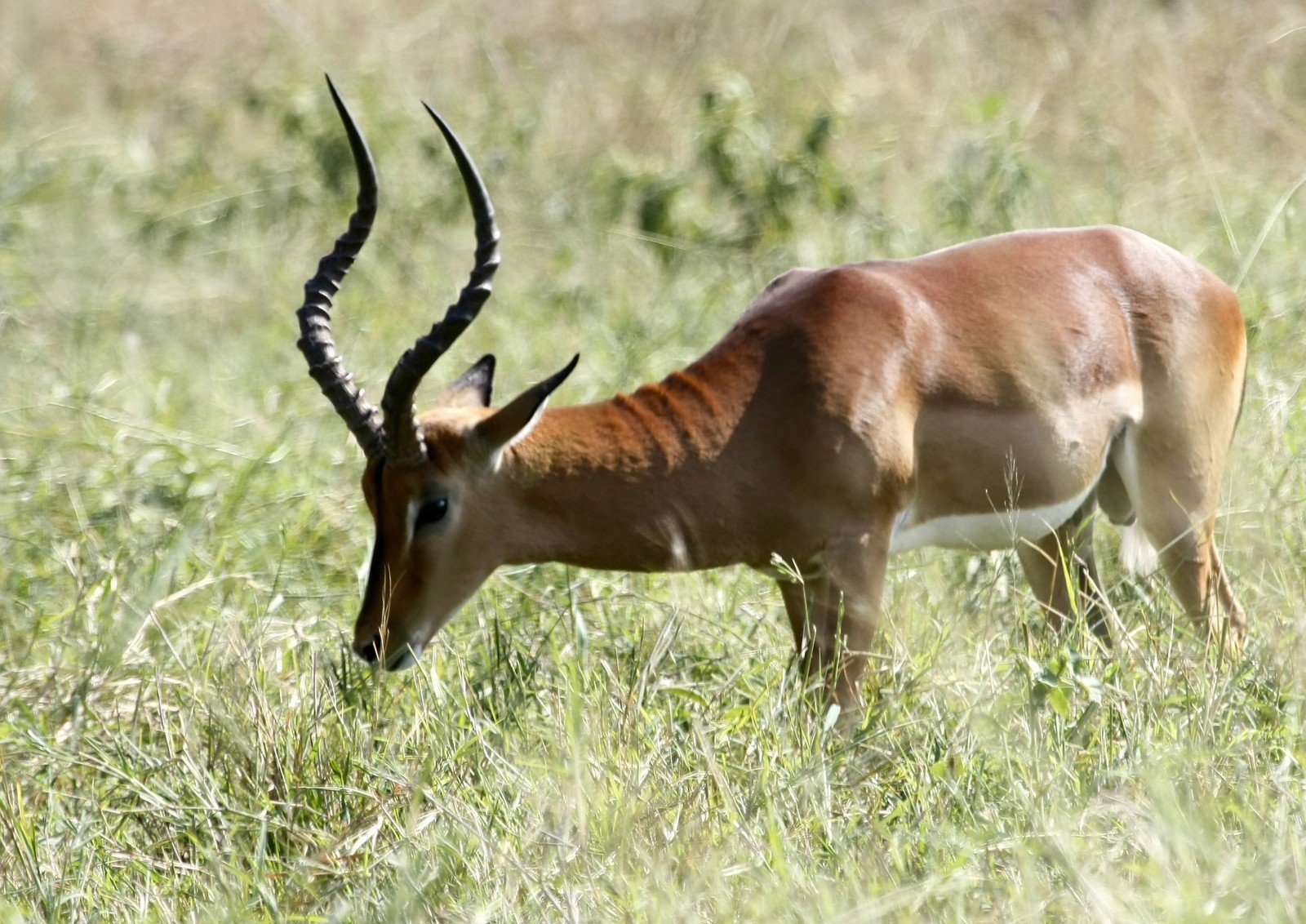 an antelope that is eating some tall grass