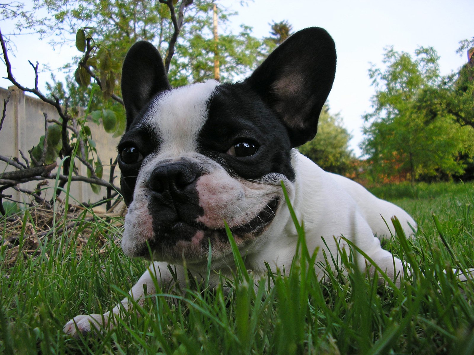 a dog laying on top of lush green grass