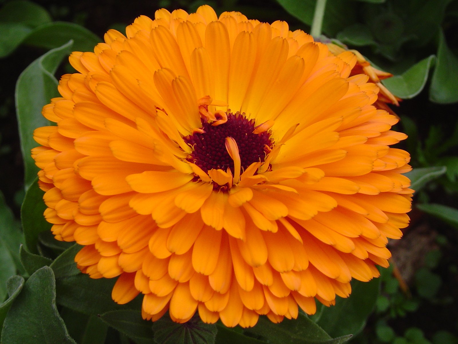 a close up view of a flower in the center