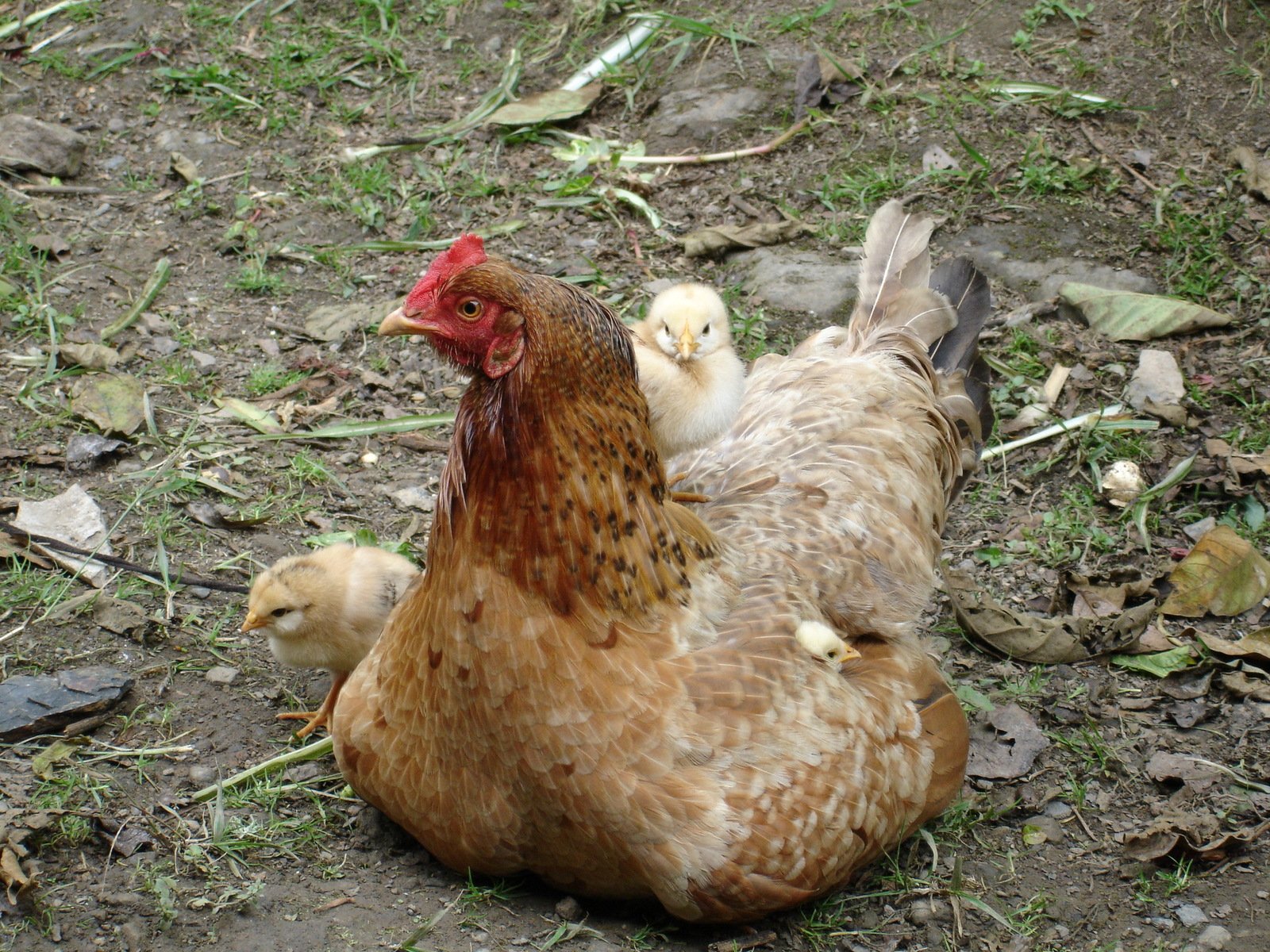 an adult chicken and two small chicks laying in the dirt