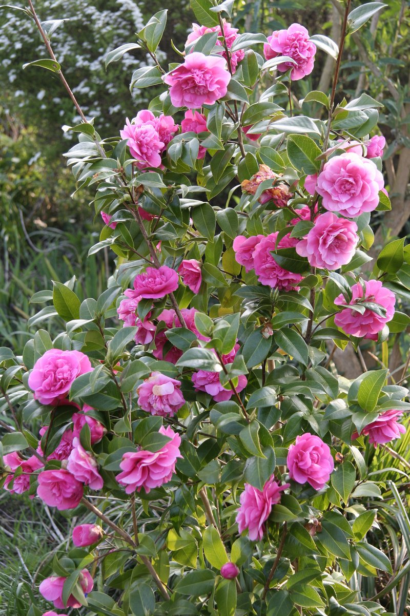 a bush of pink roses, with lots of green leaves