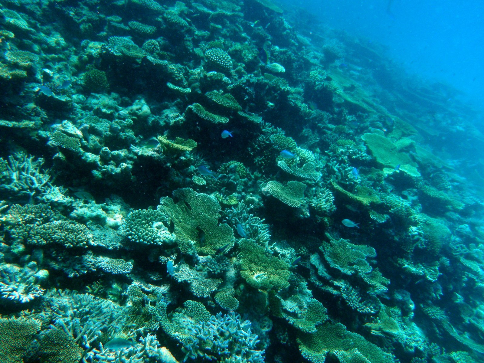 a very large, colorful coral reef covers the surface