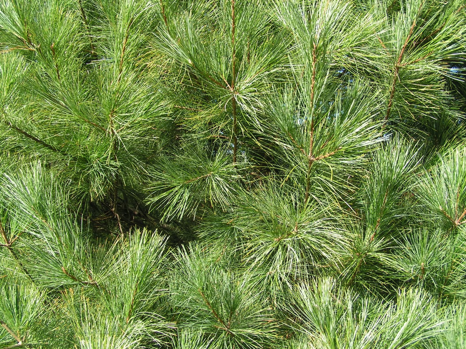 an image of tree leaves and stems in a garden