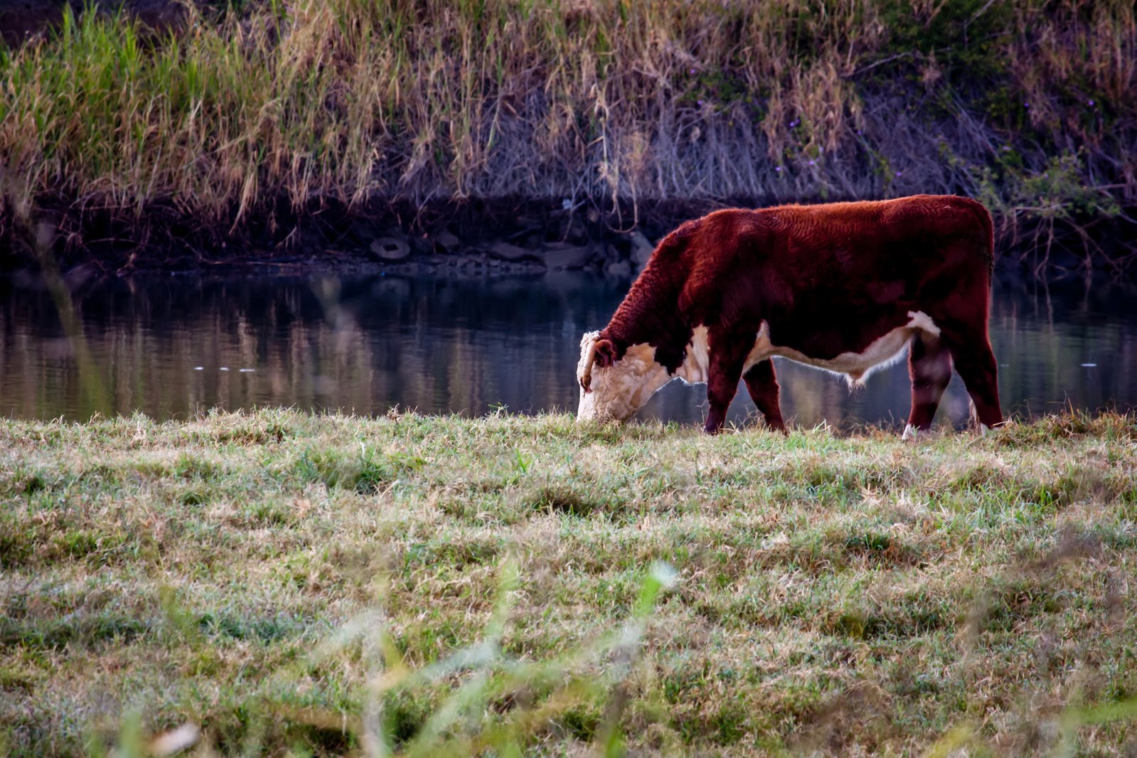 a red and white cow grazing on grass in front of water
