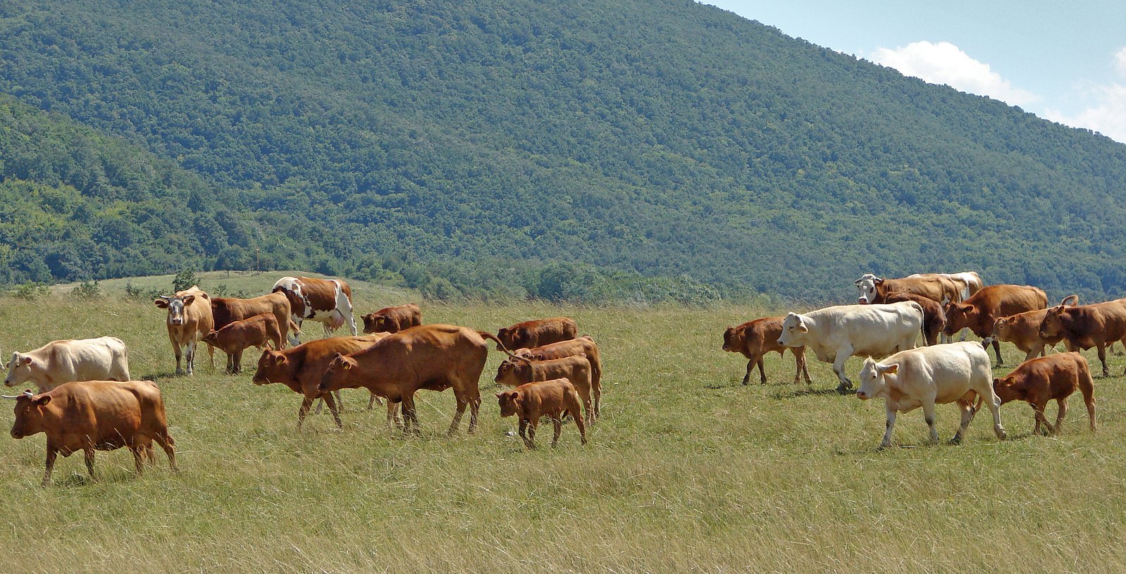 a bunch of cows stand around in the grass