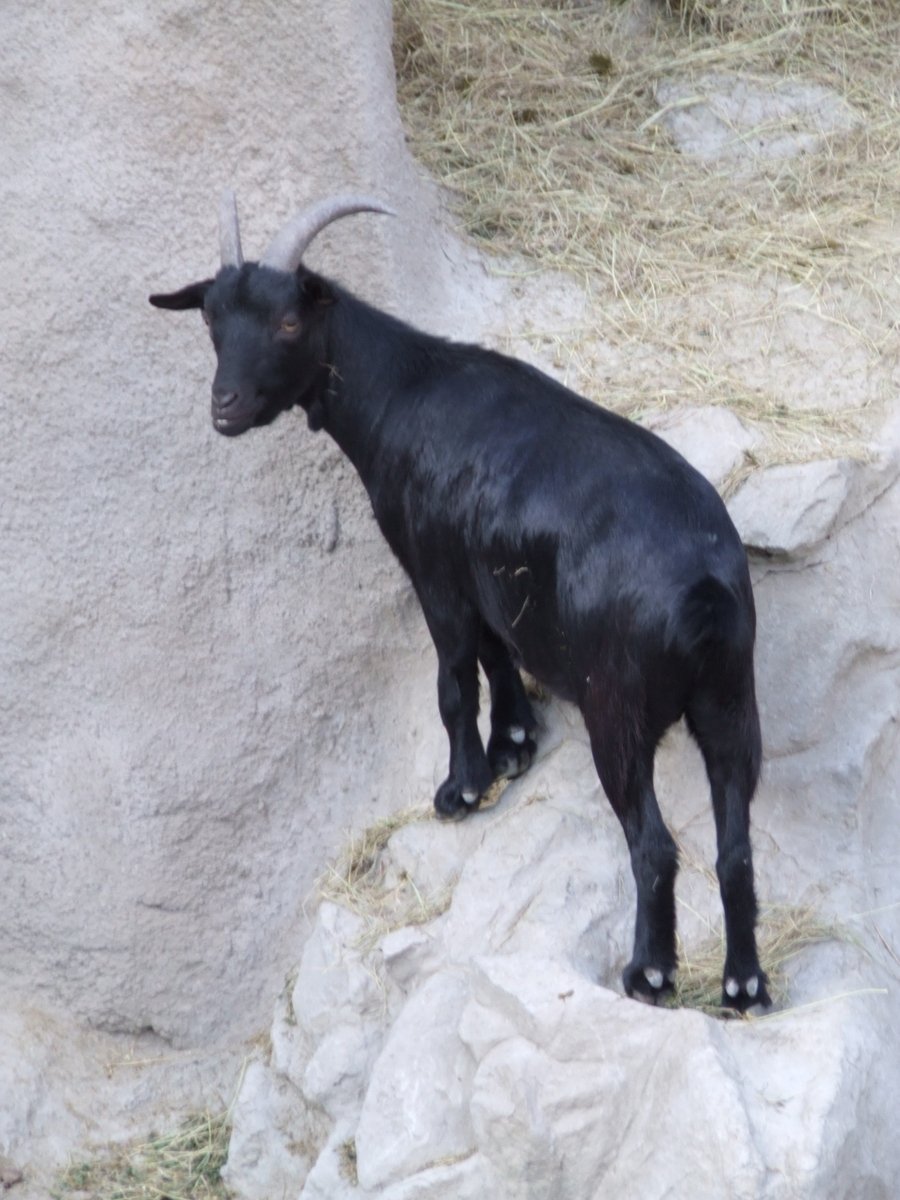 a black animal on some rocks and grass